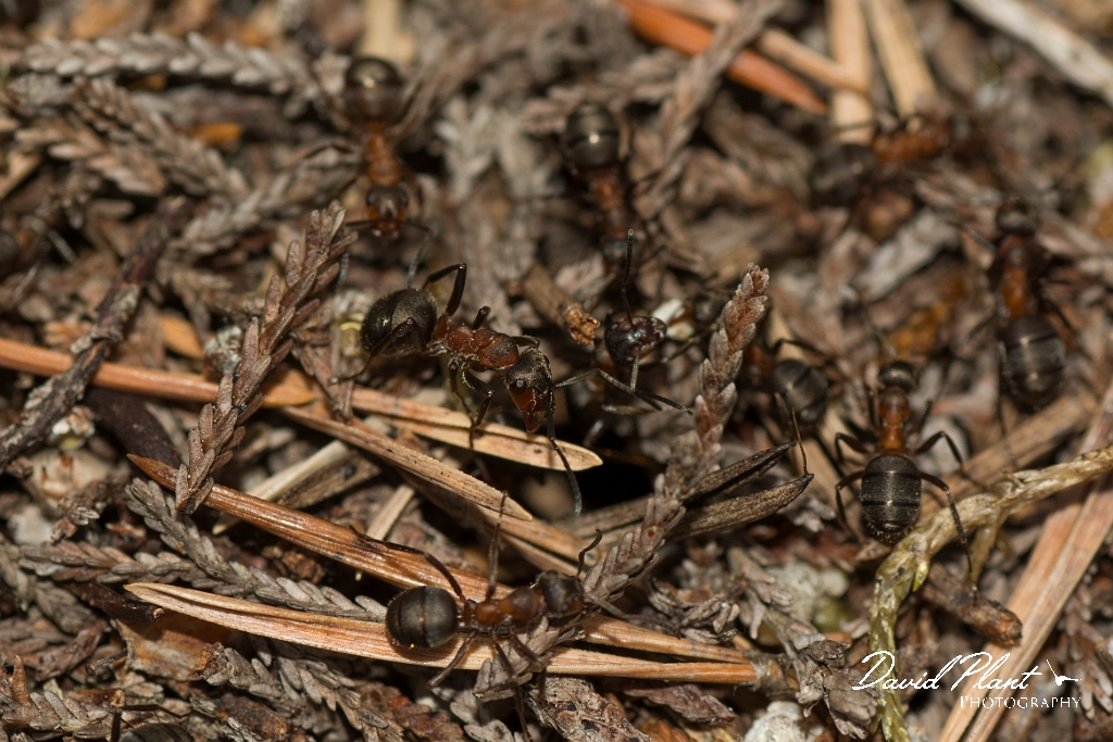 David Plant Photography - Wildlife Photography - Formica lugubris - B.jpg - Hairy wood ant, Formica lugubris - Perth and Kinross